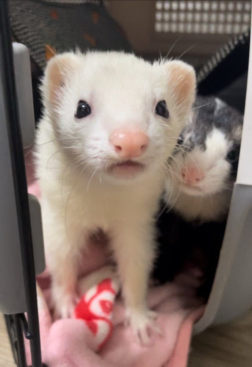 얘 틴트 훔쳐간 사람 나와 
틴트 이름 뭐라고? 
                                                         디어달링틴트..          
그래 뒤에 달린 틴트 
                                                         페리페라도...                       
빨리 패란다!