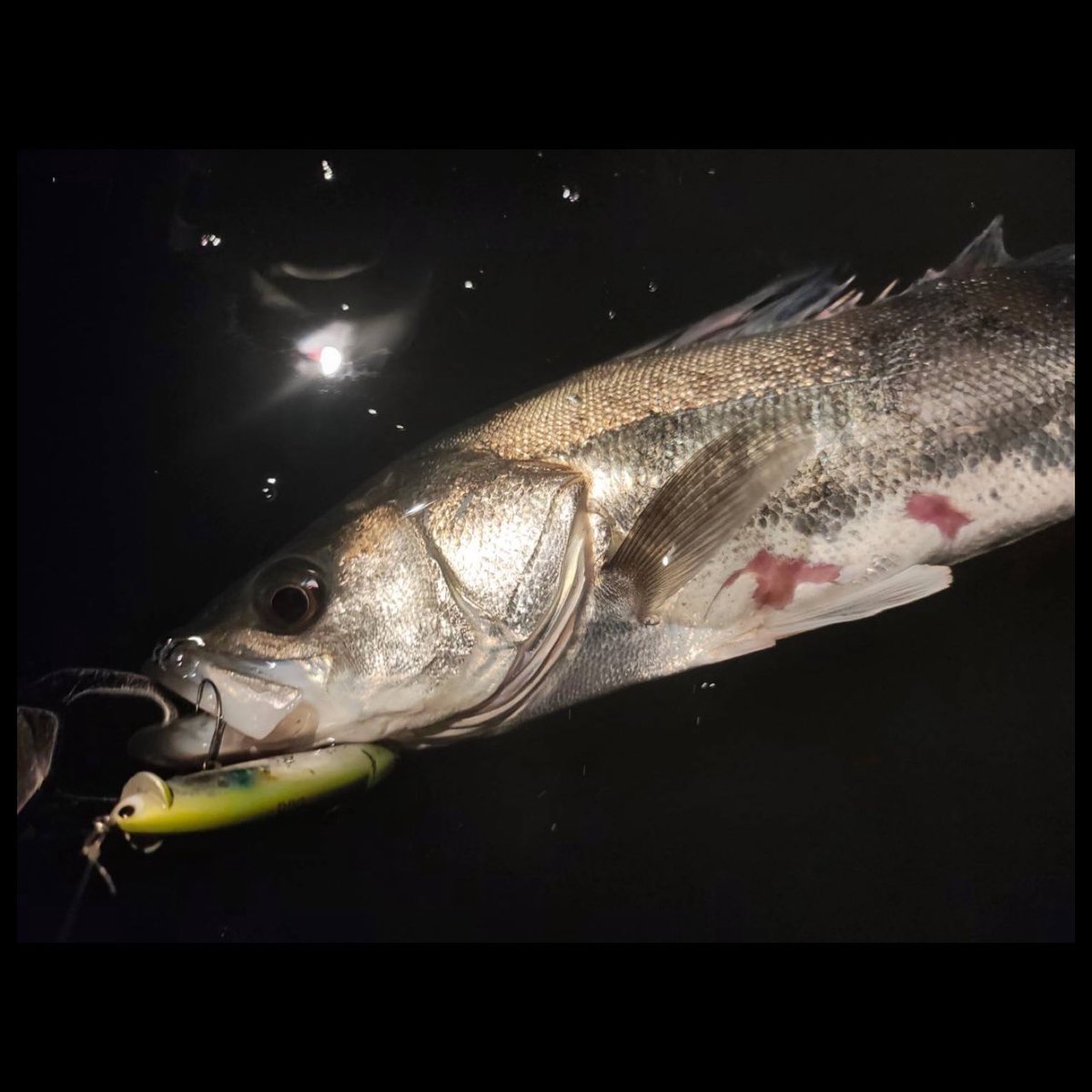 RT @misa__ichihara: 投げたいルアーを自宅に忘れてしまい、フリルド