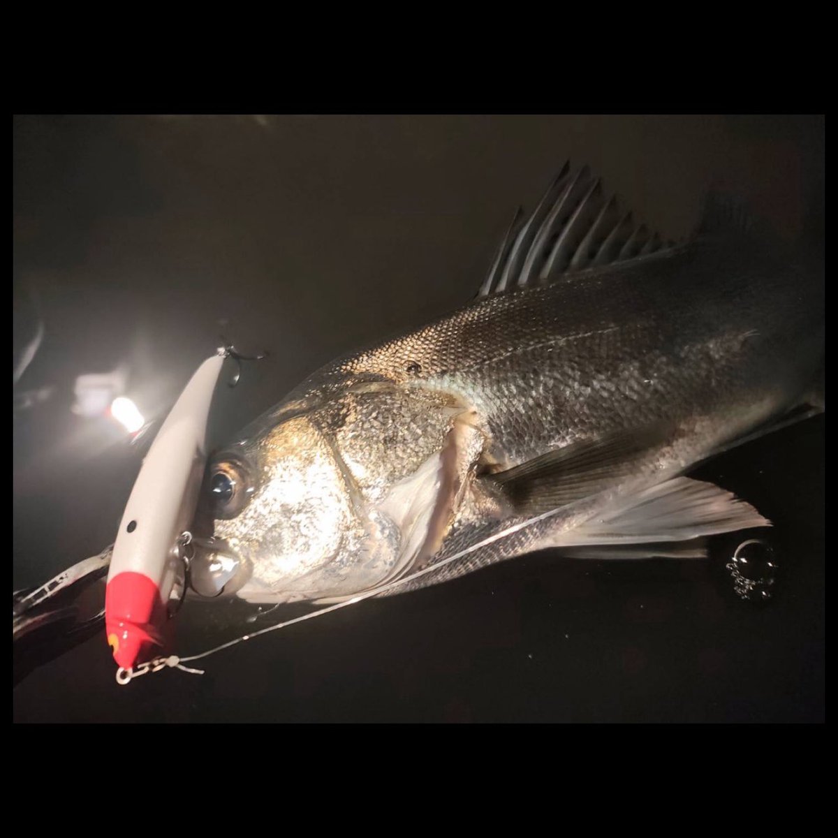 RT @misa__ichihara: 投げたいルアーを自宅に忘れてしまい、フリルド