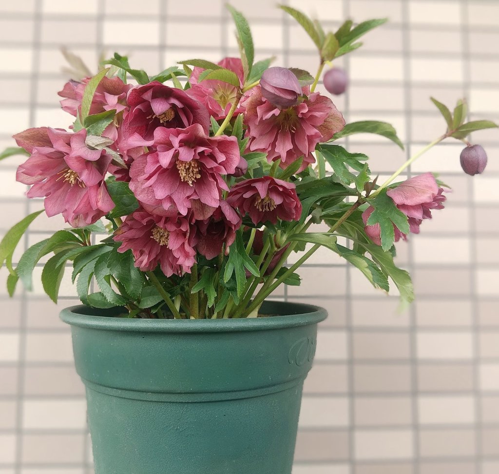 ベランダのバラ (@wFPUIDPcFsETHlv) / Posts / X