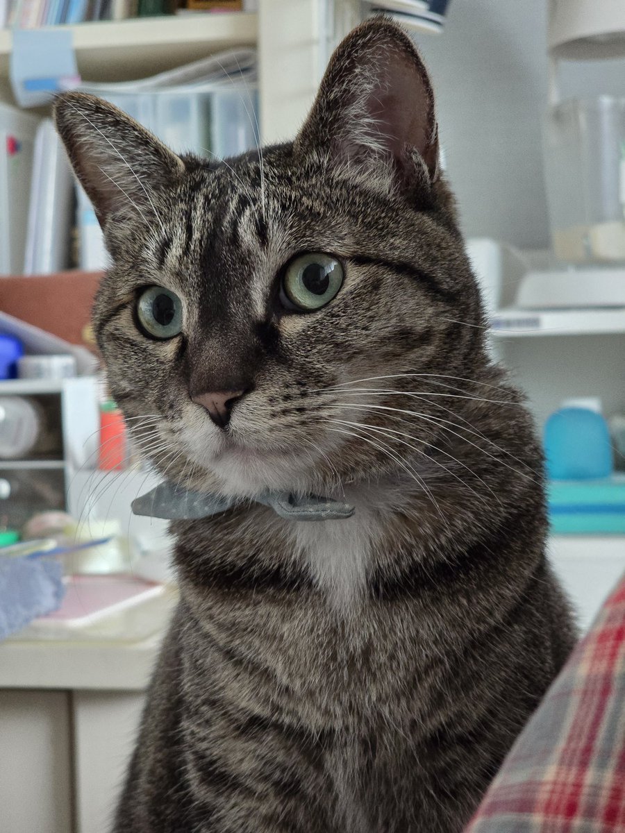 탐라의 이모 삼춘 리춘 함모니 하라버지 언니 오빠 동생들! 우리 옴마 힘내라고 으쌰으쌰 좀 해주면 안돼오? 옴마가 요즘 자꾸 울고 기운이가 없어오. 언니가 많이 보고시픈가봐오.