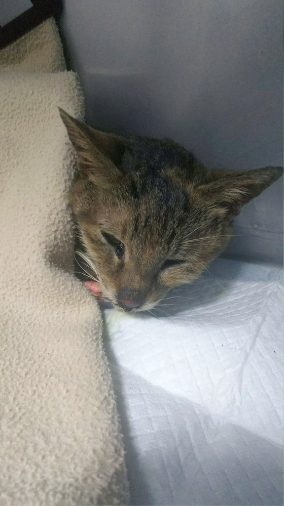 無責任な飼い主や餌やりに心痛めてるボランティアさんが大多数だと思う。

猫の繁殖力をバカにしたら大変な事になる。外で生きてる猫たちにとって良いことなんかひとつもない

保護しても助けてやれなかった子たちが外の過酷さを教えてくれた

みんな家の中で生きたかったよね😿
不幸な猫を増やさない