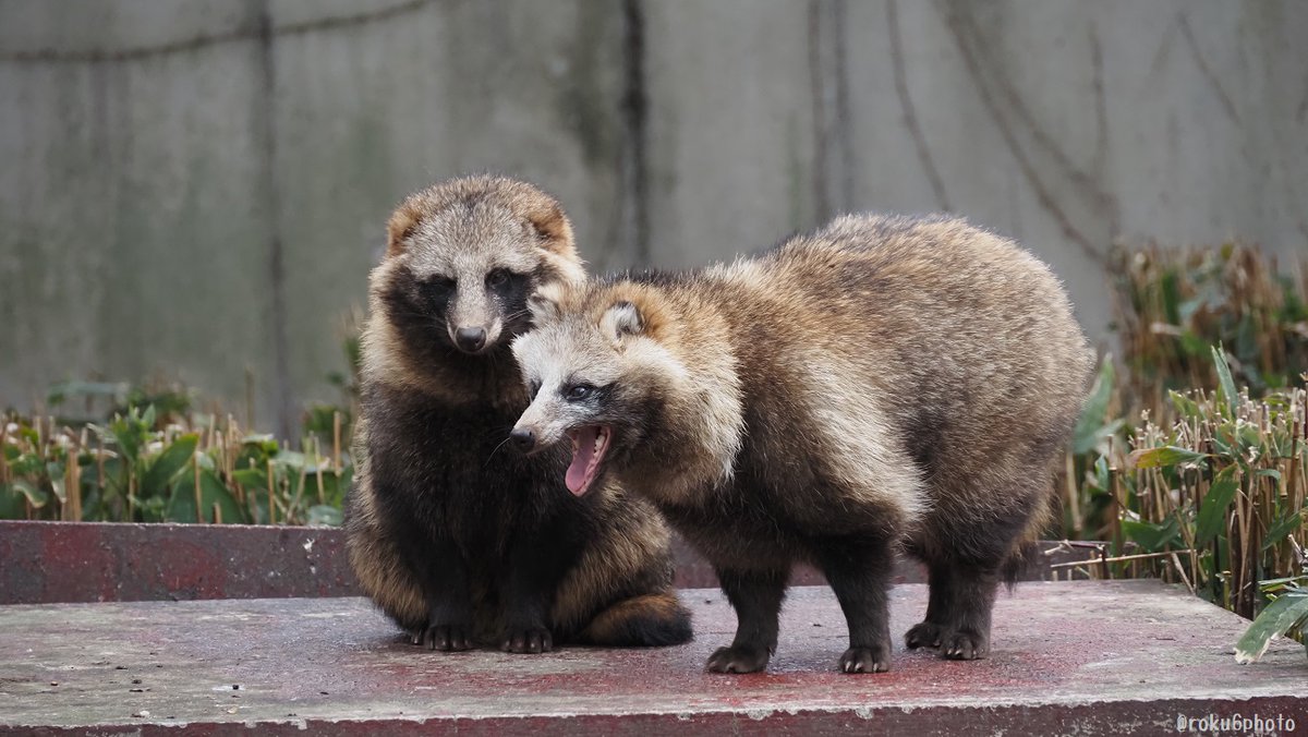 どどどぽんぽこのタヌキ探し (@dddtanuki) / Posts / X