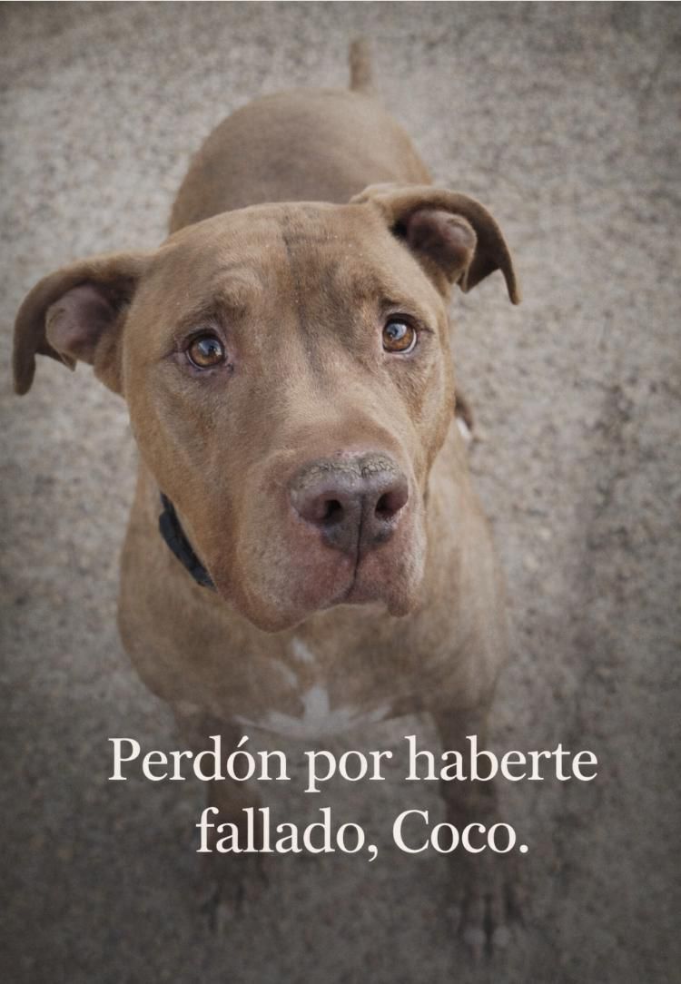 #VALENCIA 
#COCO tiene 9 años. Necesita un hogar. 

Se lleva bien con hembras, con machos es selectivo.
No testado con gatos.

Acogida en la zona / Adopción en toda España.
Contacto: 645 88 19 27 // 654 25 82 79
<a href="/VidasSos/">SOS Salvando Vidas España.</a>