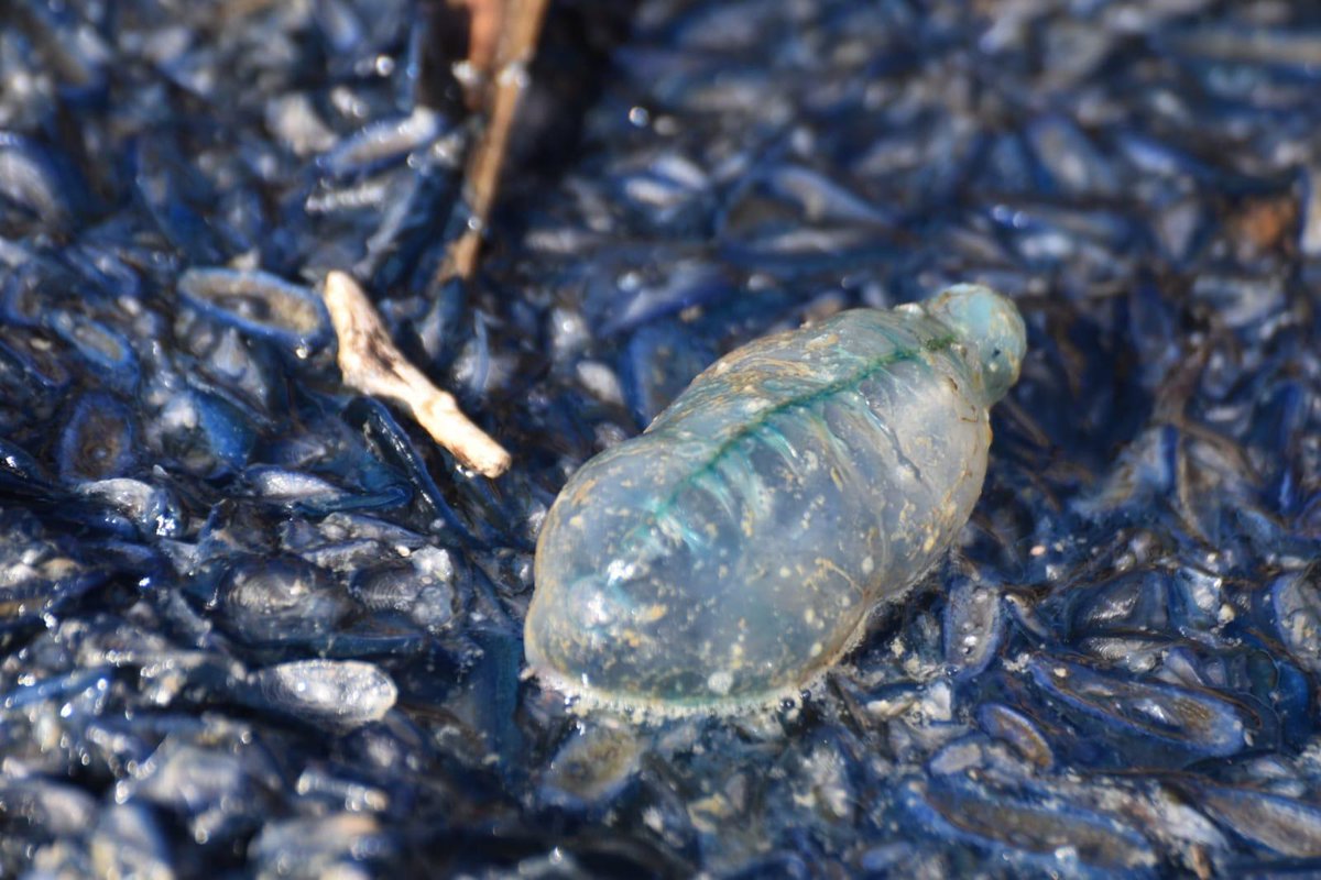 ISPRA_Press's tweet photo. 👽Nuovo avvistamento di caravella portoghese (Physalia physalis) a Favignana; @AmpEgadi e ISPRA impegnati nelle analisi scientifiche.
‼️La specie presenta tentacoli altamente urticanti, è fondamentale segnalare avvistamenti alle AMP locali o alla e-mail alien@isprambiente.it https://t.co/mehBybX4Jq
