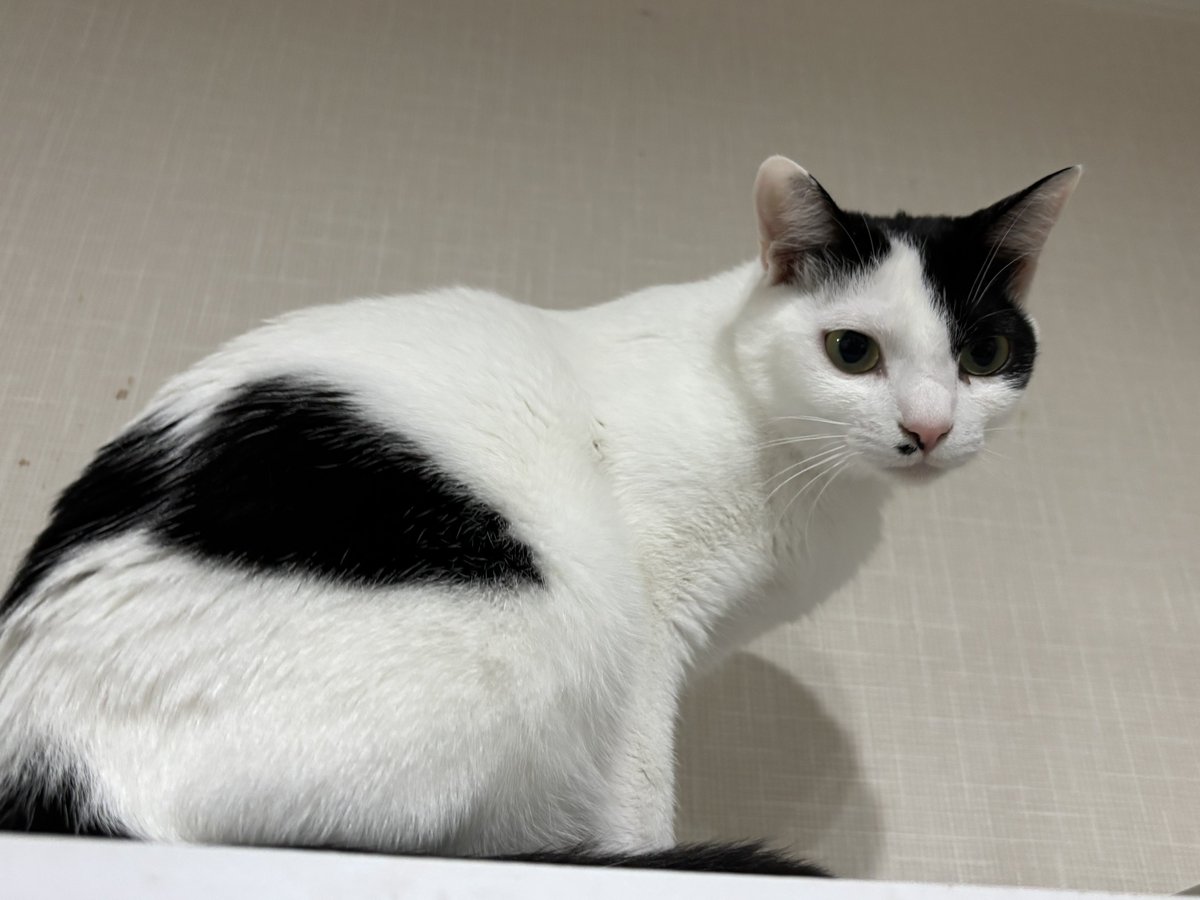 すみパン@2/8(日)譲渡会 (@aims2koz) / Highlights / X