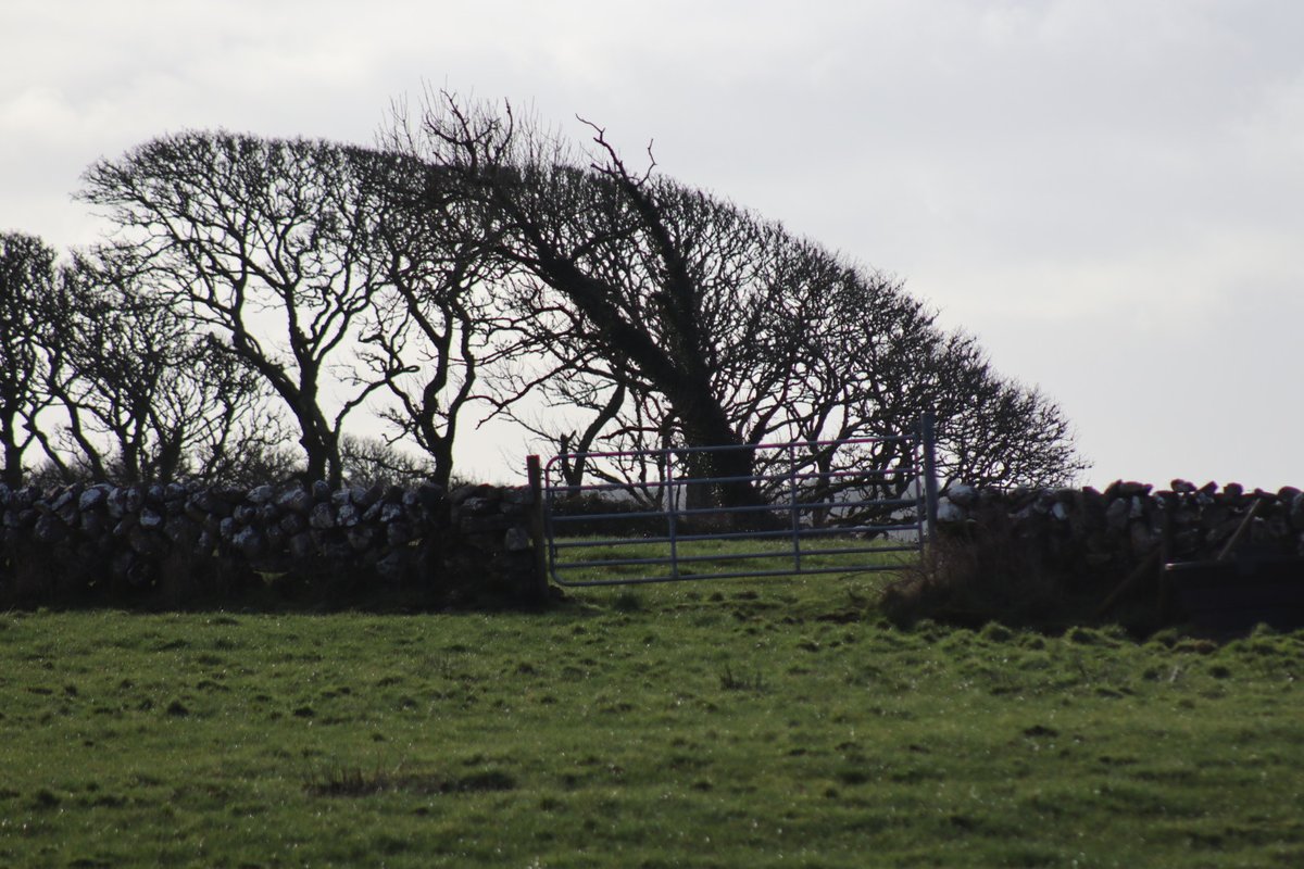 BDuffma's tweet image. #Clare #Burren #100daysofwalking 🟡🔵🖤🤍💚💛  ⚪️⚫️