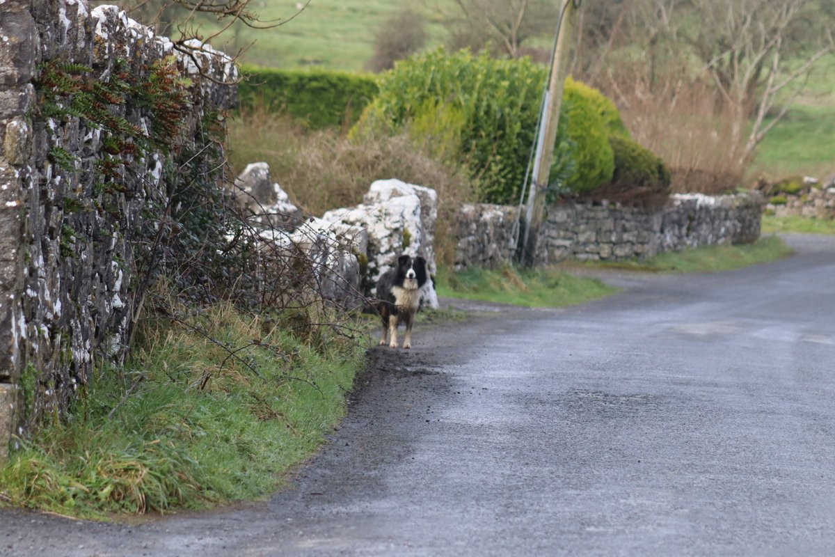 BDuffma's tweet image. #Clare #Burren #100daysofwalking 🟡🔵🖤🤍💚💛  ⚪️⚫️