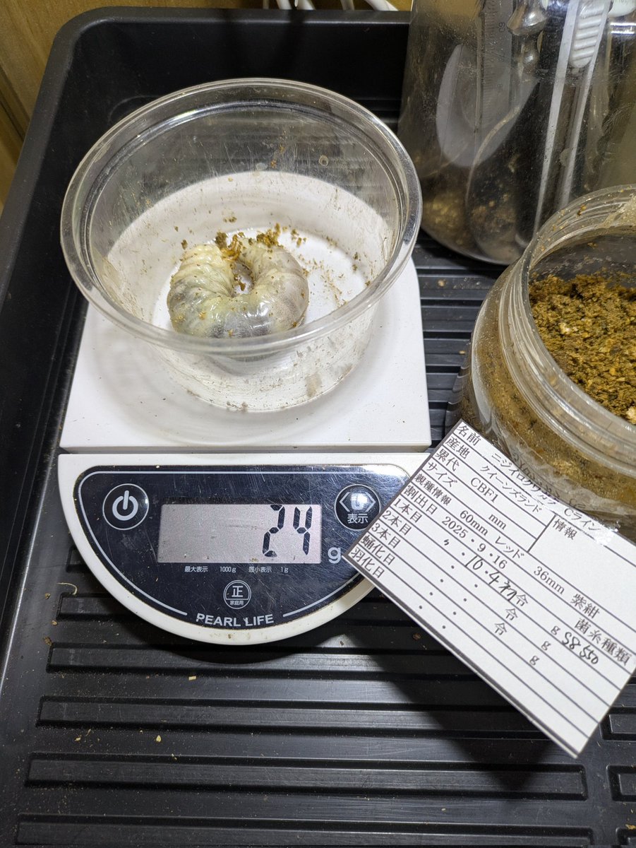 今日もニジイロの交換
2本目投入時24gは結構ですが、1本目は2度食いしてとても良い状態だけど2本目は殆ど暴れるんですよ！
1本目3〜4ヶ月よりも早目に2本目に投入した方が良いのかな?