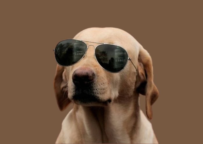 2023: DOG WIF HAT $WIF
2026: DOG WIF SUNGLASSES $DOG