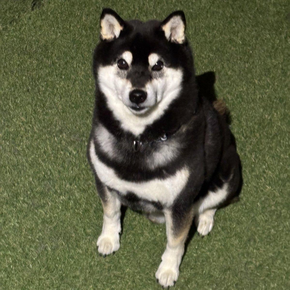 まめちゃん5ヶ月→もうすぐ9歳