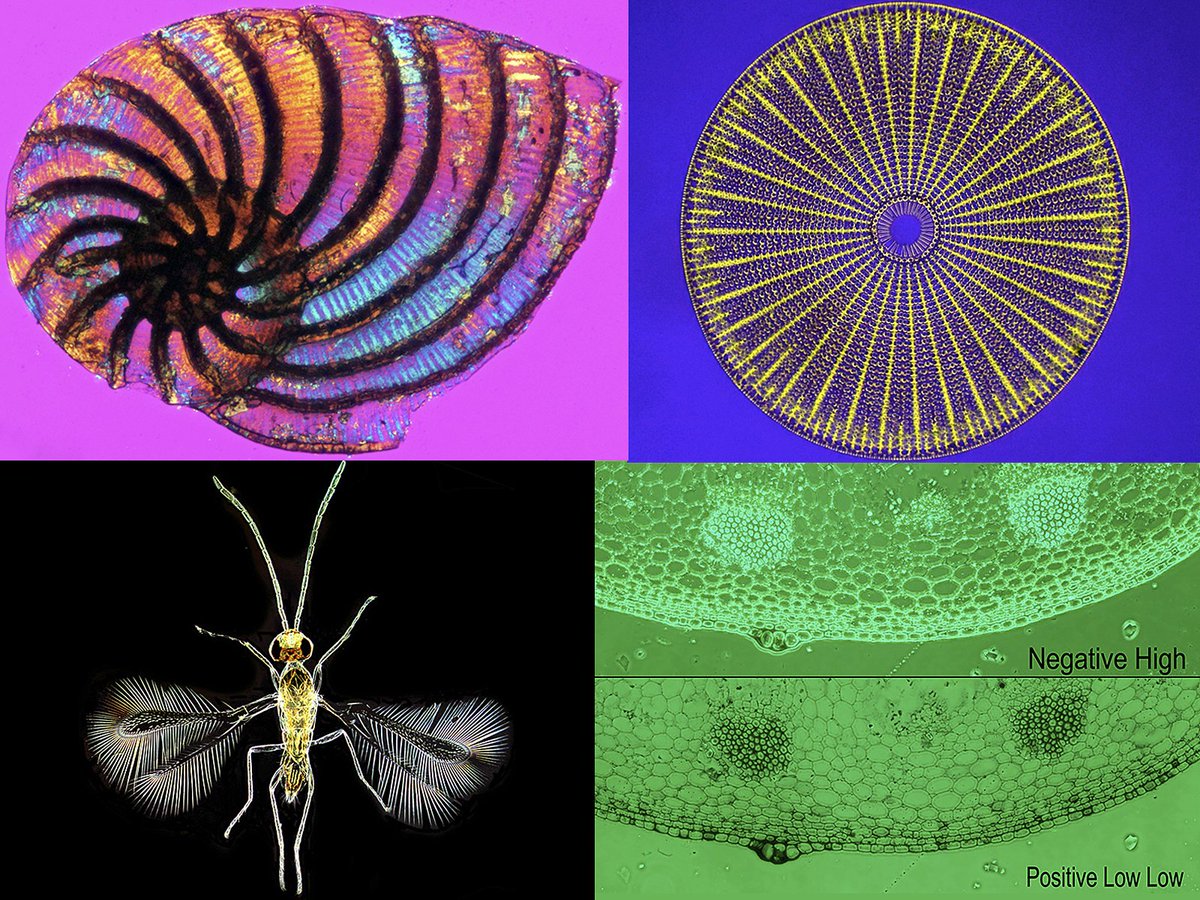 Quekett Microscopy tweet media