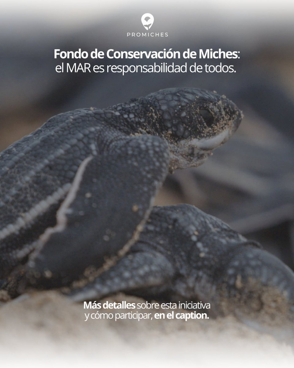 PROMICHES tweet media