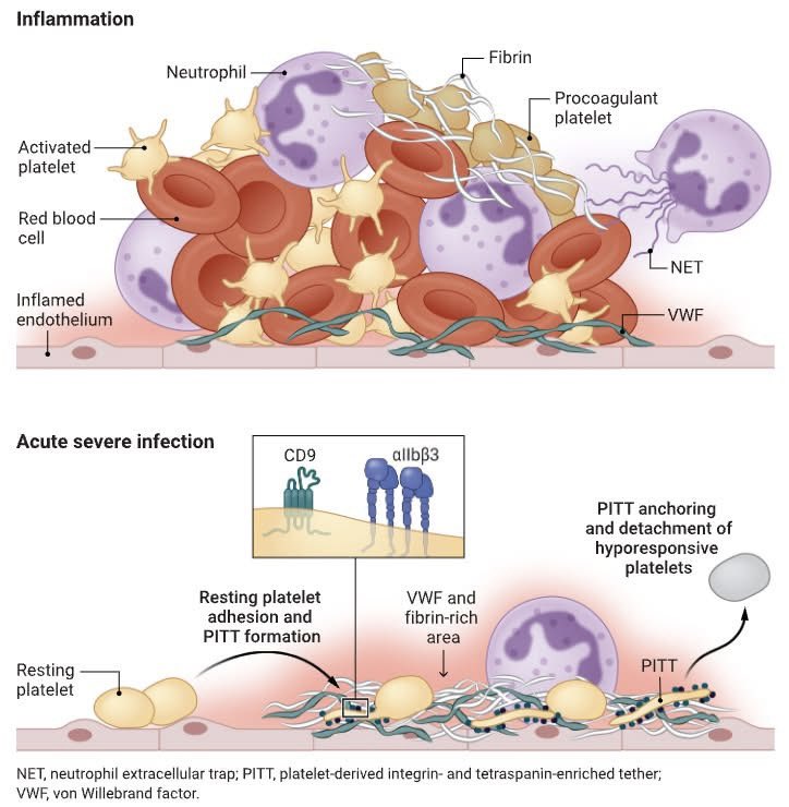 Nephro_Ivan's tweet image. Muy buena imagen de la activación plaquetaria en los escenarios de inflamación e infección. 
Para las diapositivas 
👏🏻👏🏻👏🏻👏🏻

science.org/doi/10.1126/sc…