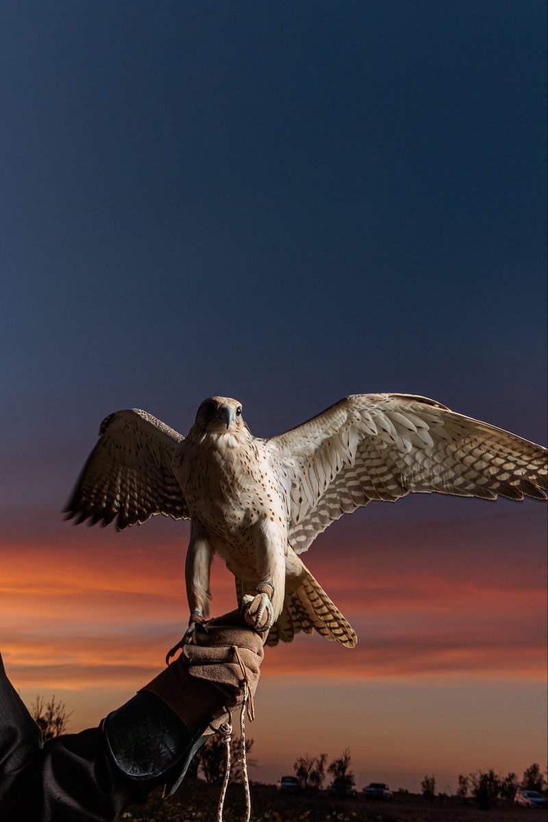 فهد مسلم الجنيدي | مصور 🤳 tweet media