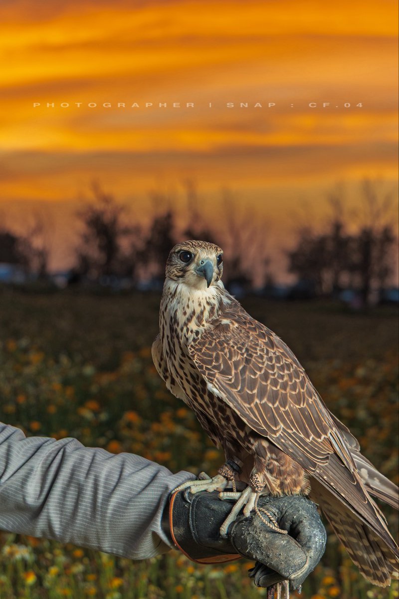 فهد مسلم الجنيدي | مصور 🤳 tweet media