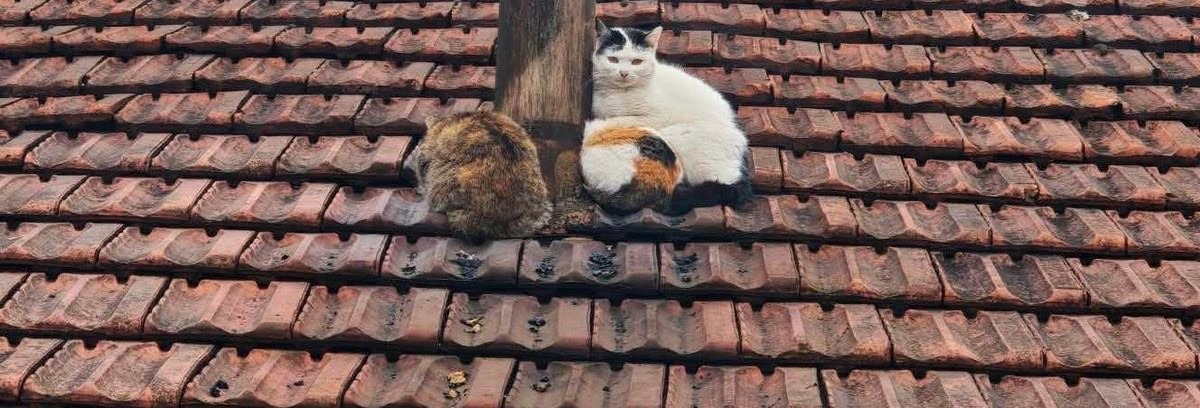 NoCatsNoLife_m's tweet image. Stray cats sharing the chimney's warmth