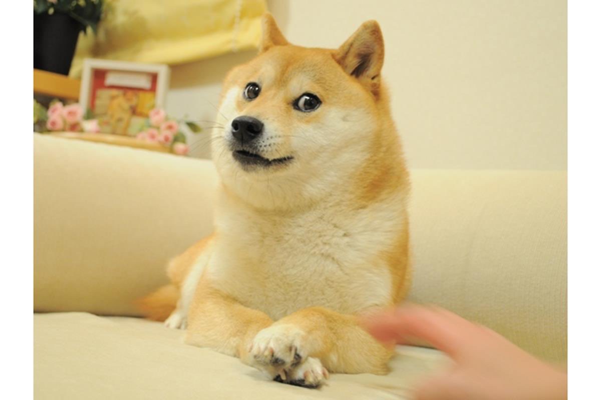 犬ドージ 犬DOGEの元ネタは「DOGE」かぼすちゃんの海外ネットミームフシは