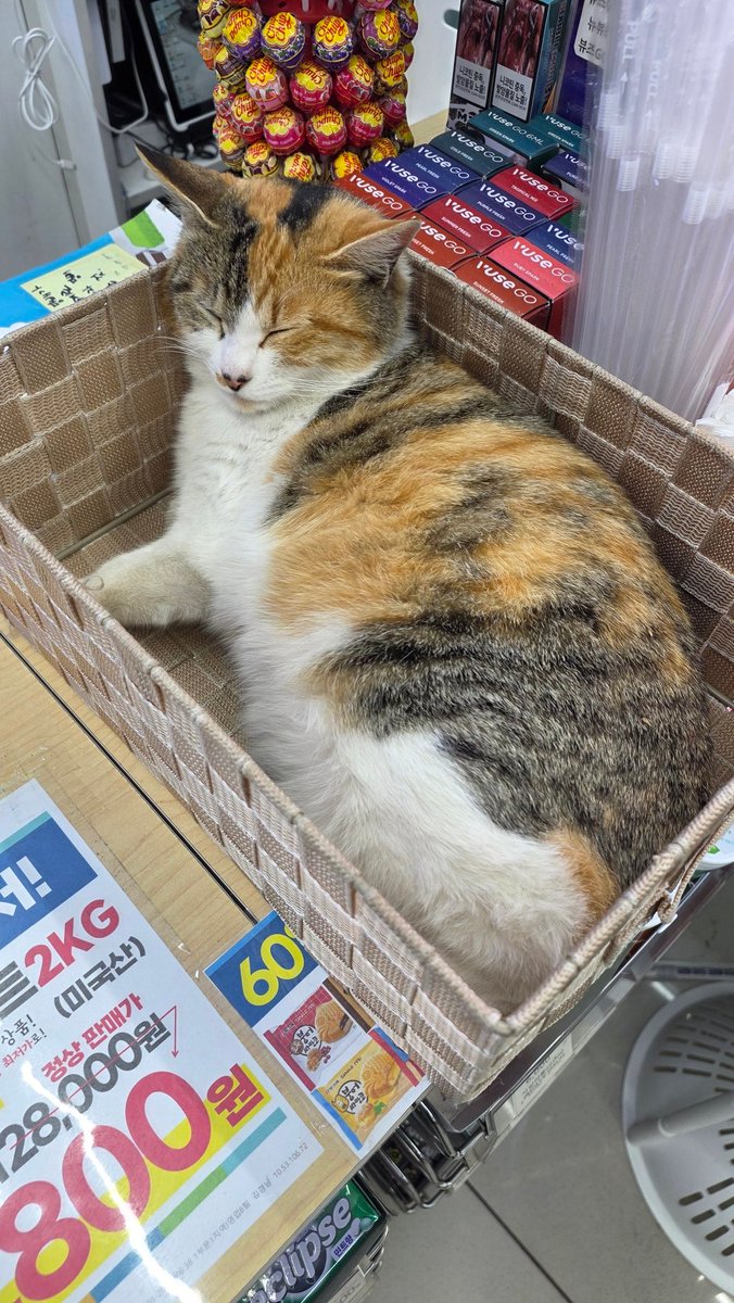 우리 동네 편의점엔 고양이가 자고 있어