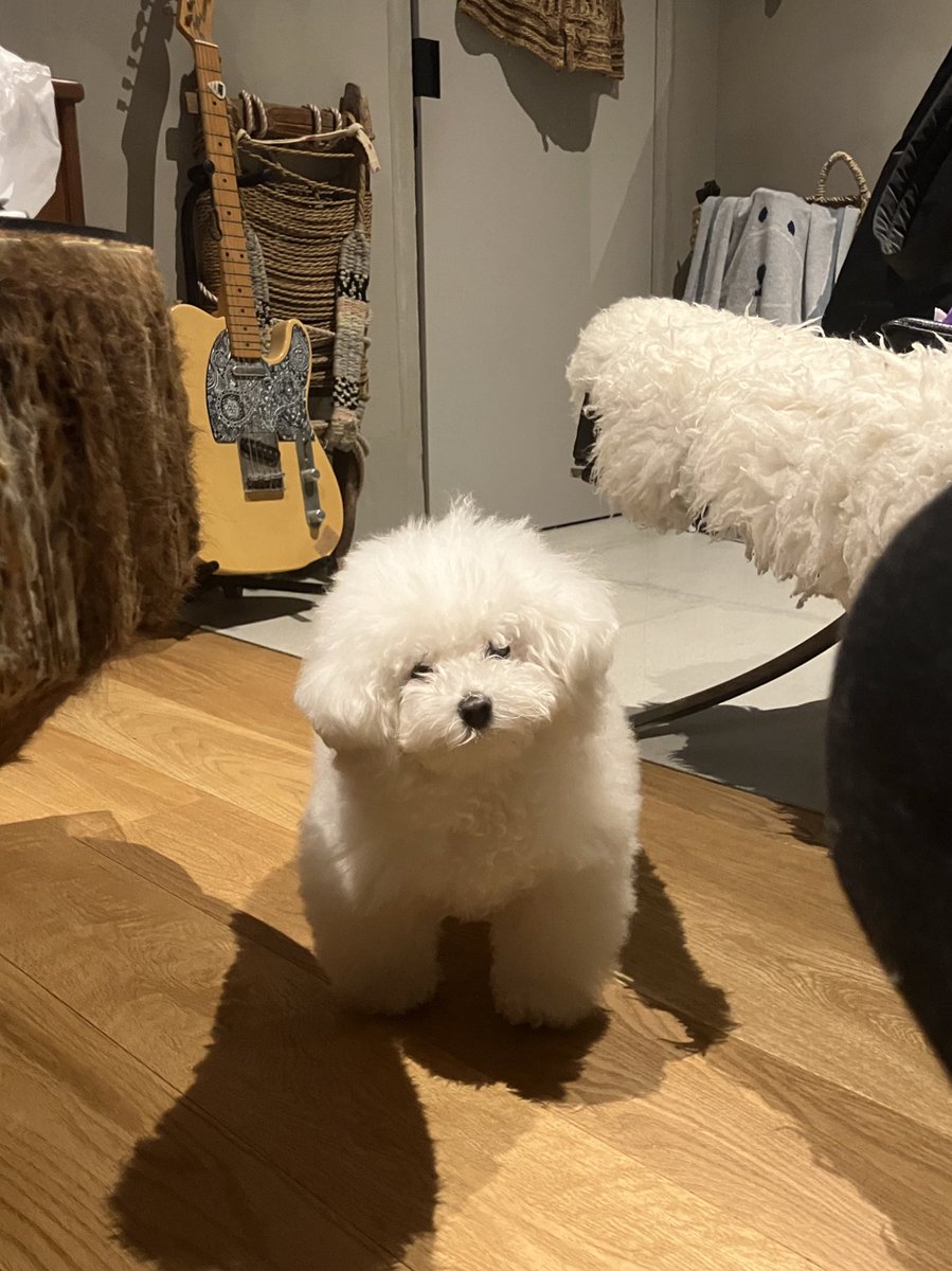 ふわんわん🐶ﾝﾜ~ (@_fuwanwan) / Posts / X