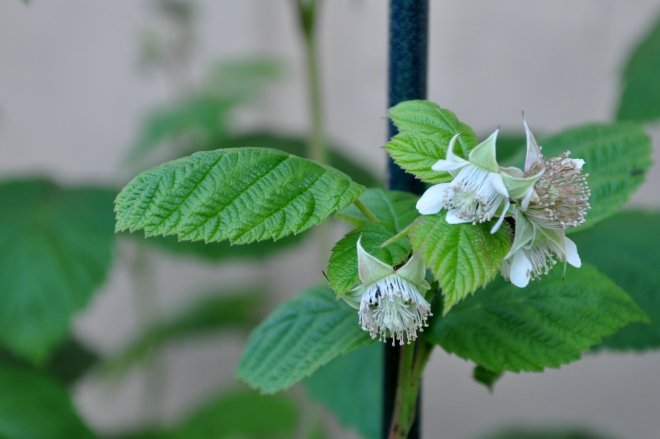 treemissions's tweet photo. Plants can 'hear' when they're being eaten by caterpillars - they release chemicals to deter the pests and even warn neighboring plants! Talk about a natural alarm system. πΏππ #PlantDefense #NatureIsCool https://t.co/F7Y1qay6gn