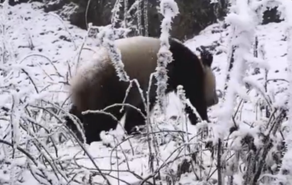 mickeyminnie611's tweet image. #大熊猫野化培训周记
#融生
#RongSheng
下雪的季节❄️
黑白成为山野间的主色调，
“融生”敏捷矫健的身影穿梭其间，
那么灵动且悠然自得
cr. 中国大熊猫保护研究中心weibo Feb.7