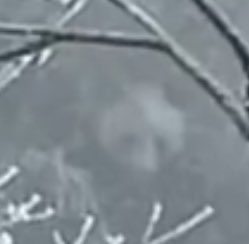 mickeyminnie611's tweet image. #大熊猫野化培训周记
#融生
#RongSheng
下雪的季节❄️
黑白成为山野间的主色调，
“融生”敏捷矫健的身影穿梭其间，
那么灵动且悠然自得
cr. 中国大熊猫保护研究中心weibo Feb.7