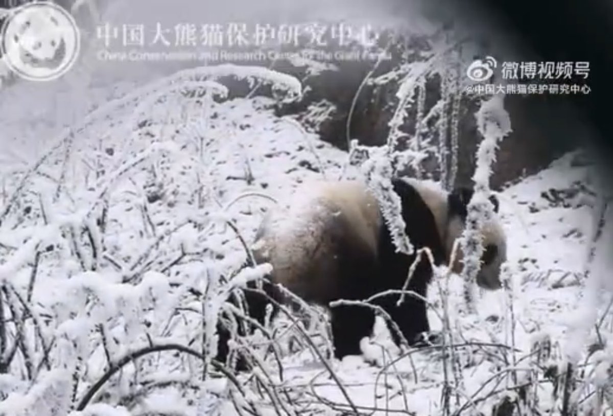 mickeyminnie611's tweet image. #大熊猫野化培训周记
#融生
#RongSheng
下雪的季节❄️
黑白成为山野间的主色调，
“融生”敏捷矫健的身影穿梭其间，
那么灵动且悠然自得
cr. 中国大熊猫保护研究中心weibo Feb.7