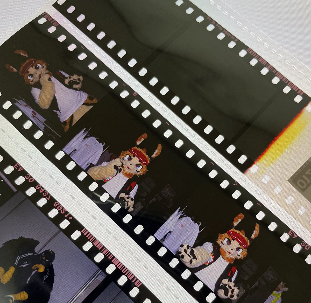 낙타표 駱駝印 tweet media