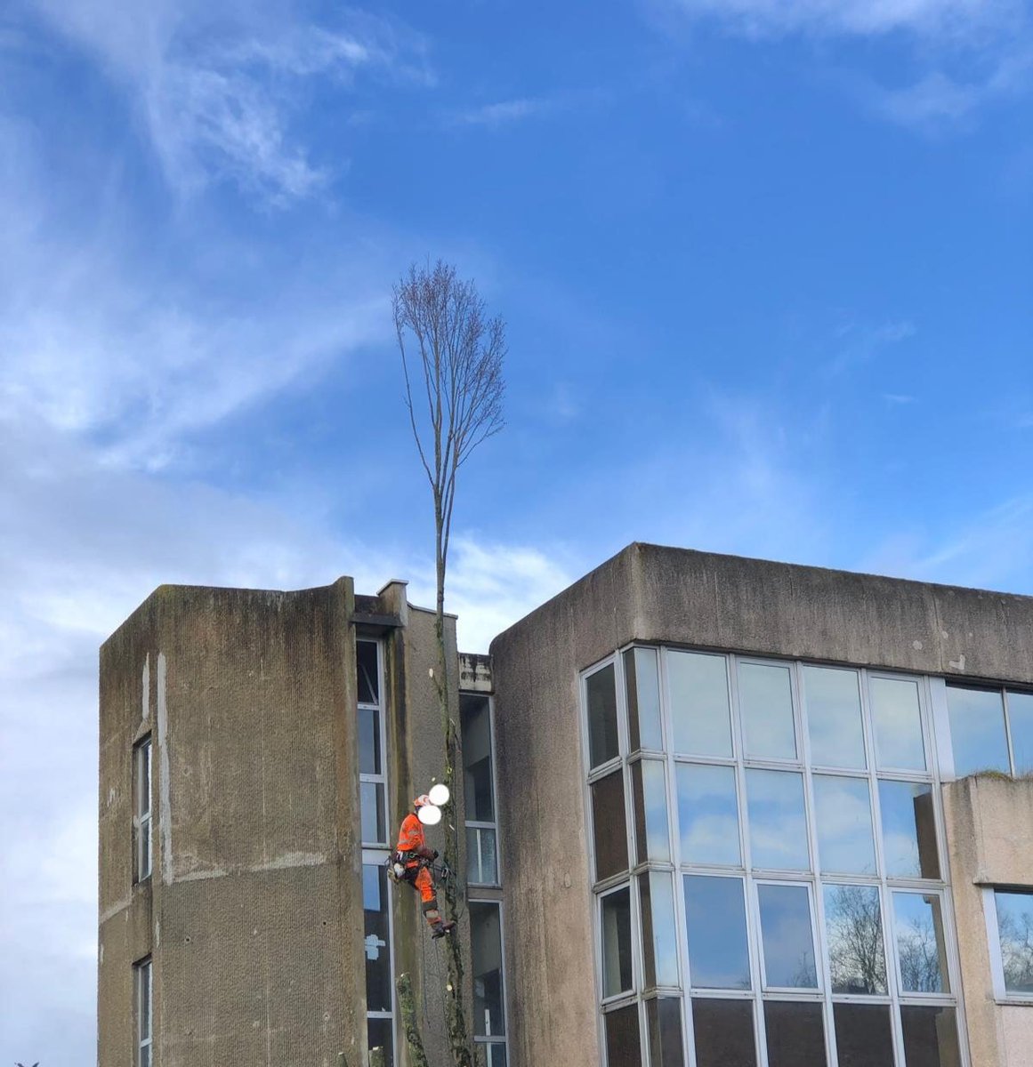 CollectifNanssa's tweet photo. #171ruedevern

Abattage d'arbres en cours... https://t.co/DUIwXP24Ca