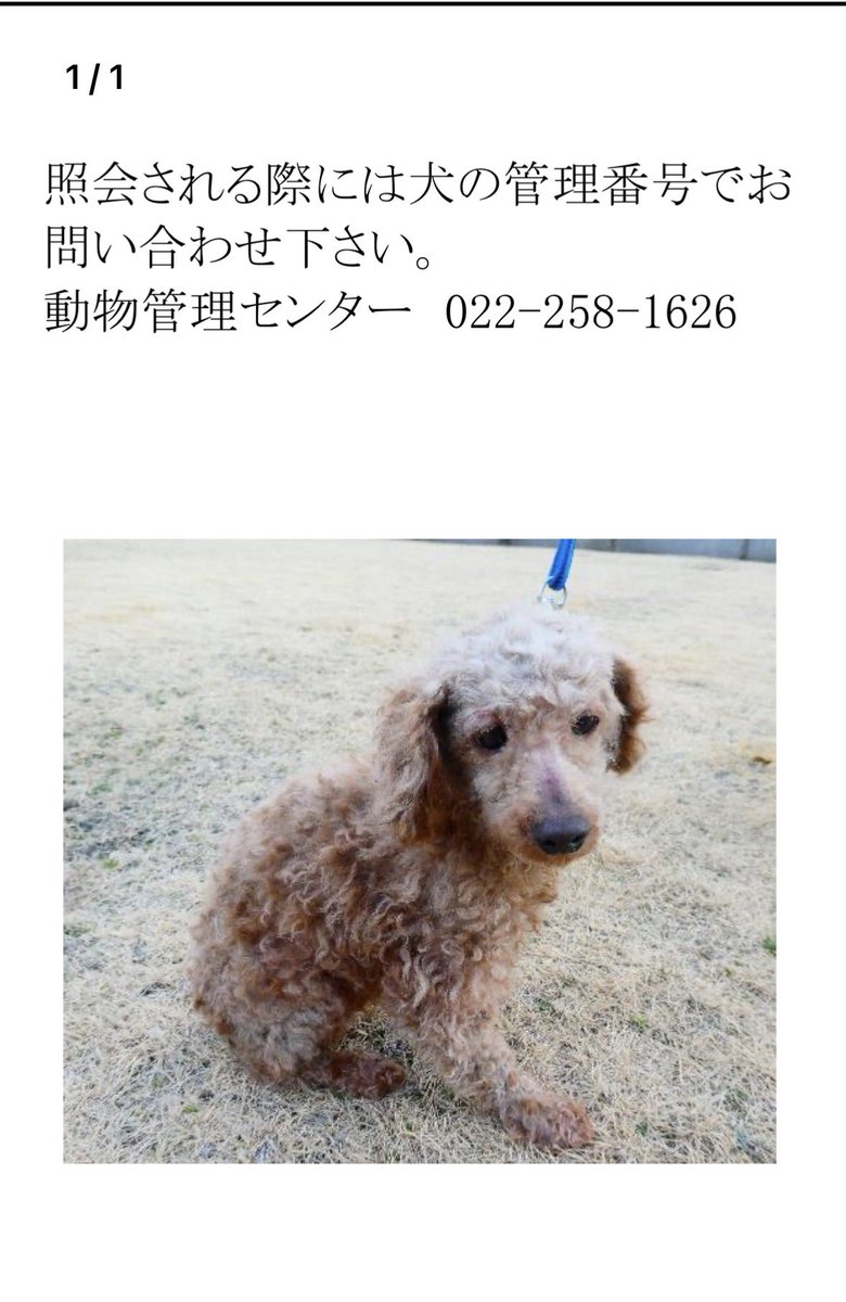 ai72395740's tweet photo. 2月6日の朝に投稿した迷い犬の件です！
気になる情報を見つけました！
保護された場所、犬種、日にちがあまりにも今朝見かけた子と似ています。
ただ保護された日時が昨日2月5日…
マイクロチップが入っていない子…
この保護されている子と同じタイミングで迷子になった可能性はないでしょうか？ https://t.co/Qj6MhwnvA9