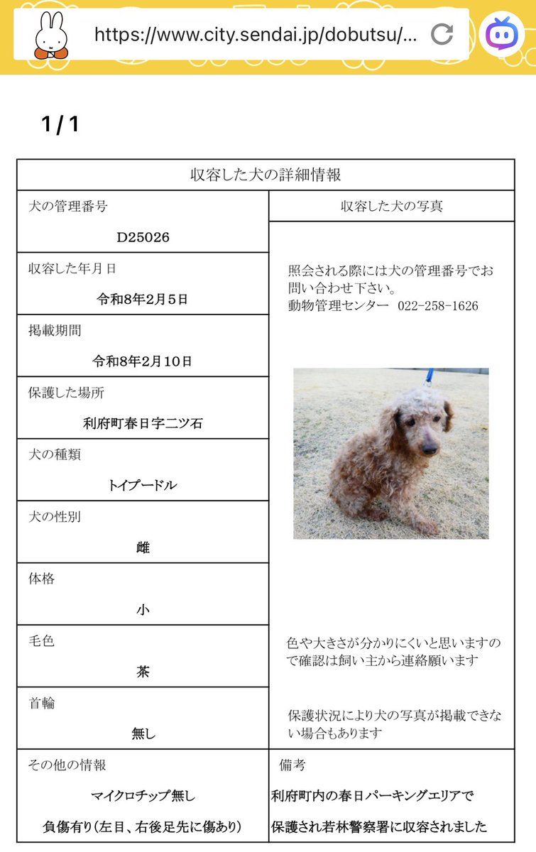 ai72395740's tweet photo. 2月6日の朝に投稿した迷い犬の件です！
気になる情報を見つけました！
保護された場所、犬種、日にちがあまりにも今朝見かけた子と似ています。
ただ保護された日時が昨日2月5日…
マイクロチップが入っていない子…
この保護されている子と同じタイミングで迷子になった可能性はないでしょうか？ https://t.co/Qj6MhwnvA9