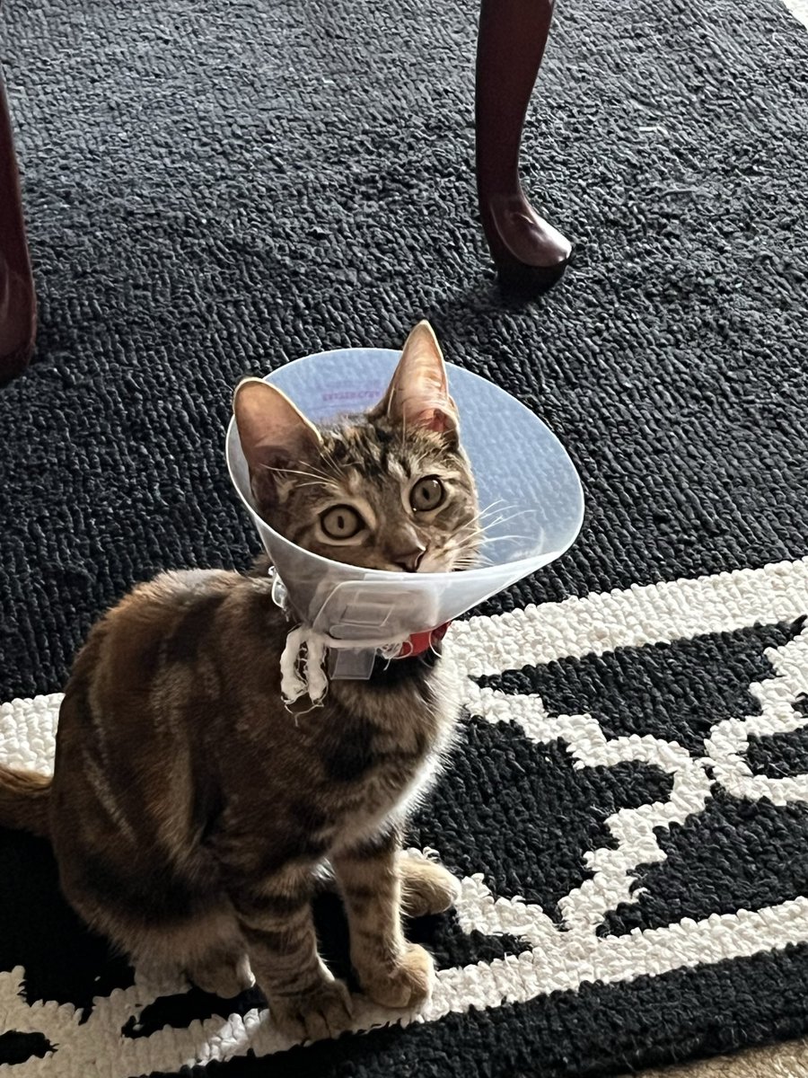 🐾KokoToko || ココトコ🐾 tweet media