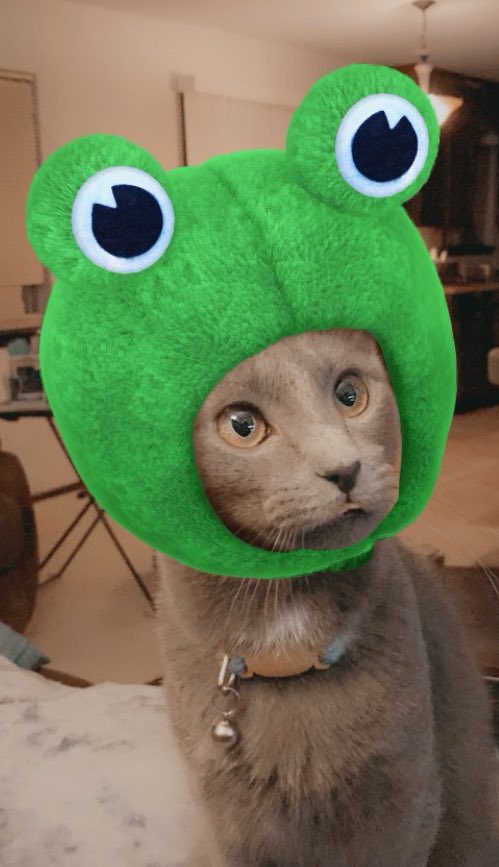 🐾KokoToko || ココトコ🐾 tweet media