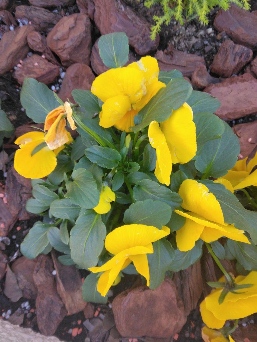 MagichourGarden's tweet photo. I love how these yellow pansies brighten up the garden. Carotenoids make every bloom glow with life🟨🌼
#yellowpansies #gardenphotography #flowerscience #naturelovers https://t.co/NoxG5K3HF0