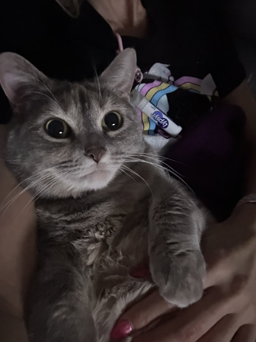 💖🐾Lil’ Miss Kitty Cat🐾💖 tweet media