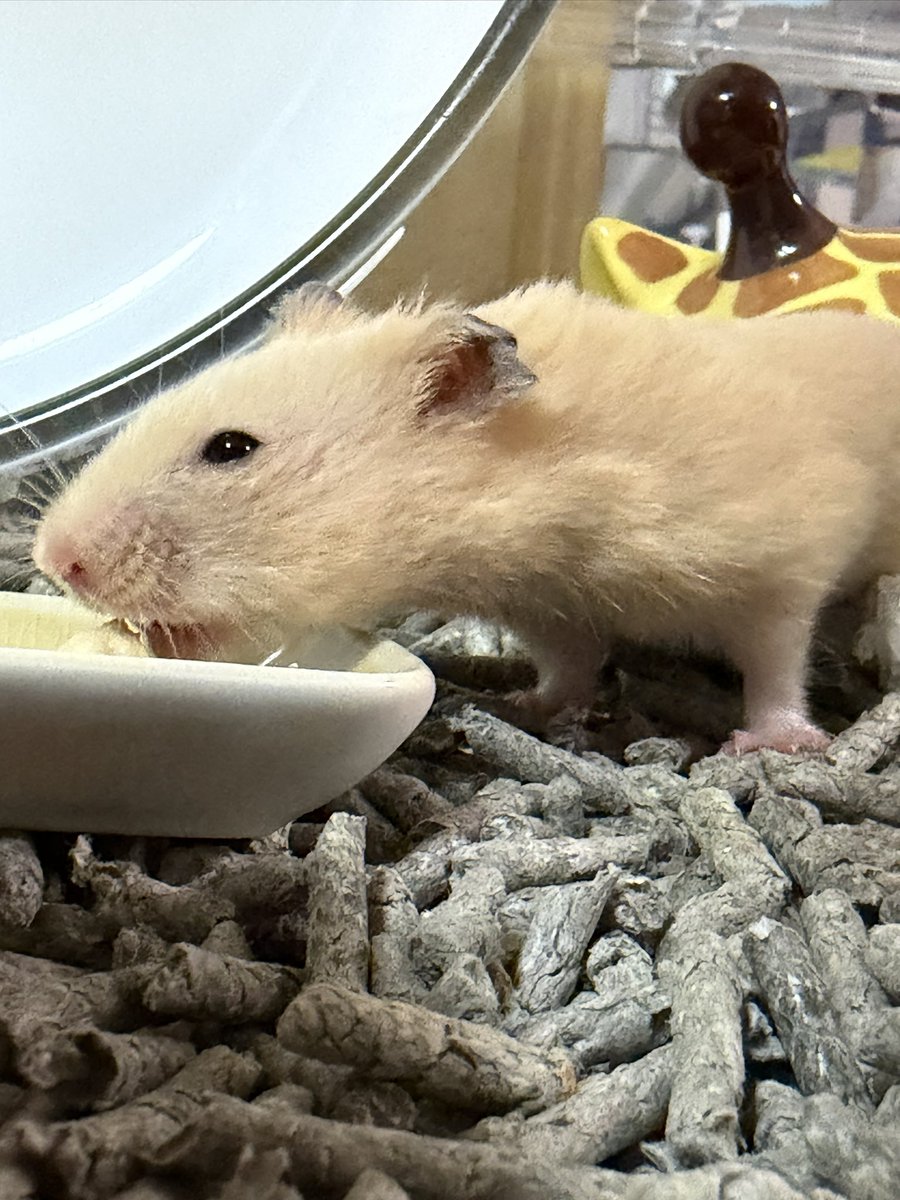 ☺︎香奈子☺︎ 伸びすぎてエクレア過ぎる😂