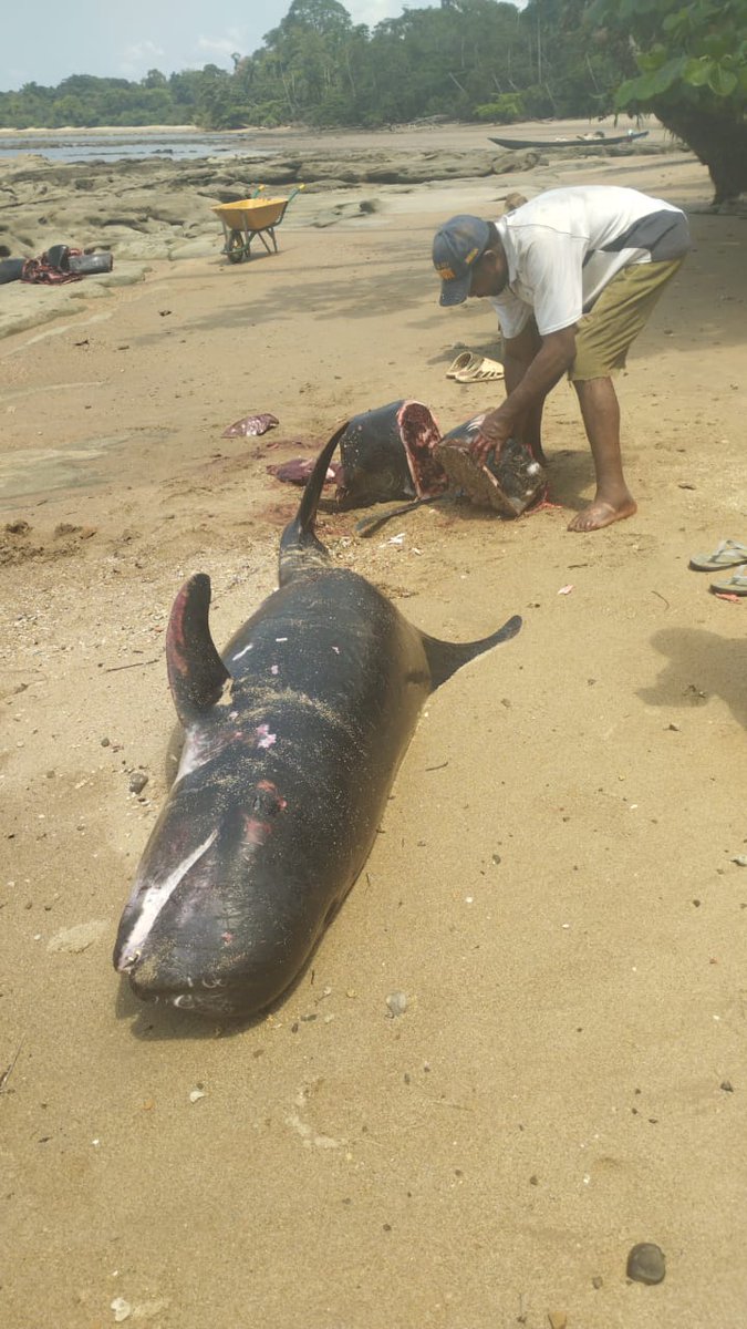 OyonoEseng's tweet photo. Hoy viernes ,6 de febrero de 2026 , han aparecido varados más de una decena de cetáceos en la localidad de Egombe-gombe, #Mbini...
Y por supuesto, las proteínas están aseguradas para la población local. https://t.co/JYIPeMnXAo
