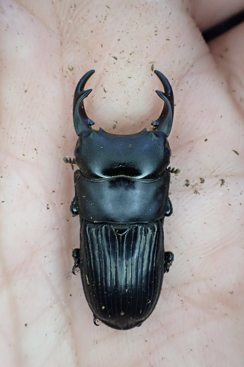 かぶぶくわわ (@mushi_lowkun) / Posts / X