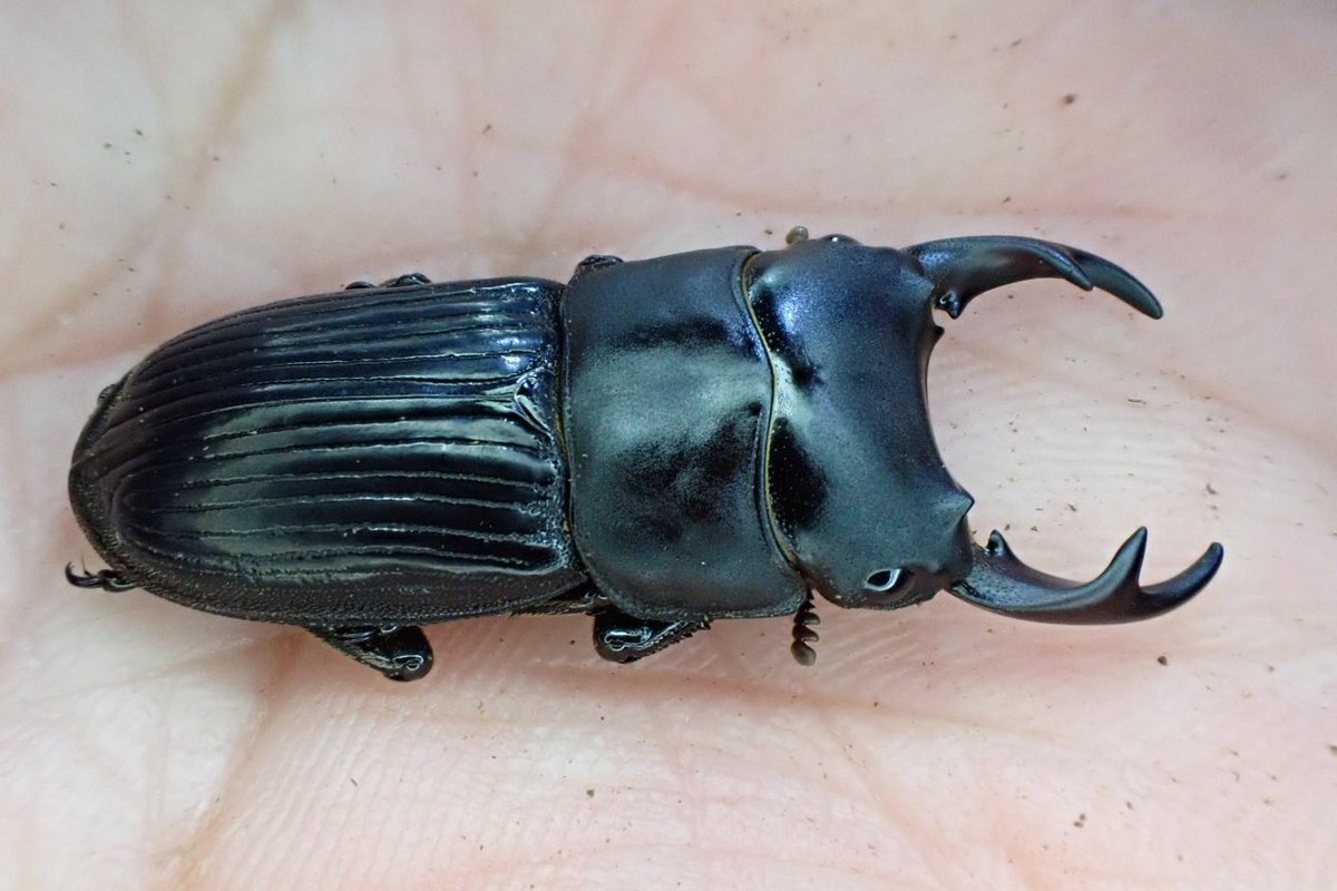 かぶぶくわわ (@mushi_lowkun) / Posts / X