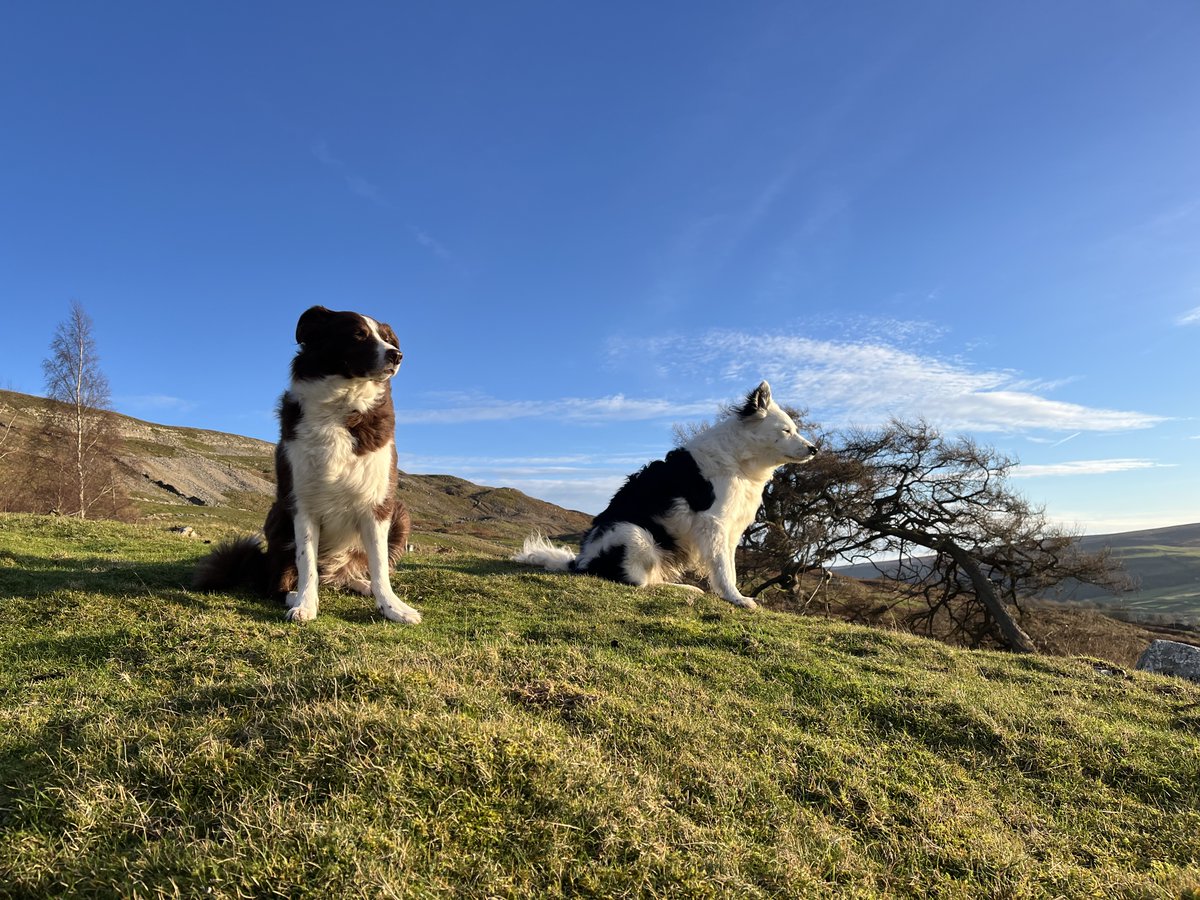 Mark Forrest tweet media