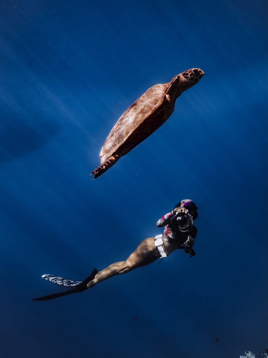 visitmaldives's tweet image. Experience the ultimate synergy between nature and adventure. There is nothing quite like the serenity of gliding alongside a sea turtle in crystal-clear waters. 🐢🌊

📷📍: @nhcollectionmaldivesreethi

#VisitMaldives #SunnySideOfLife #SeaTurtle #Oceanvibes