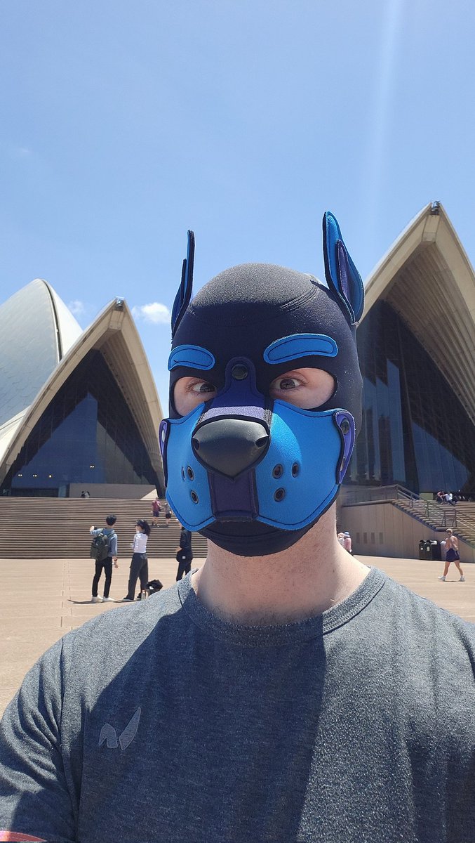 Stripes 🦓🐶 tweet media