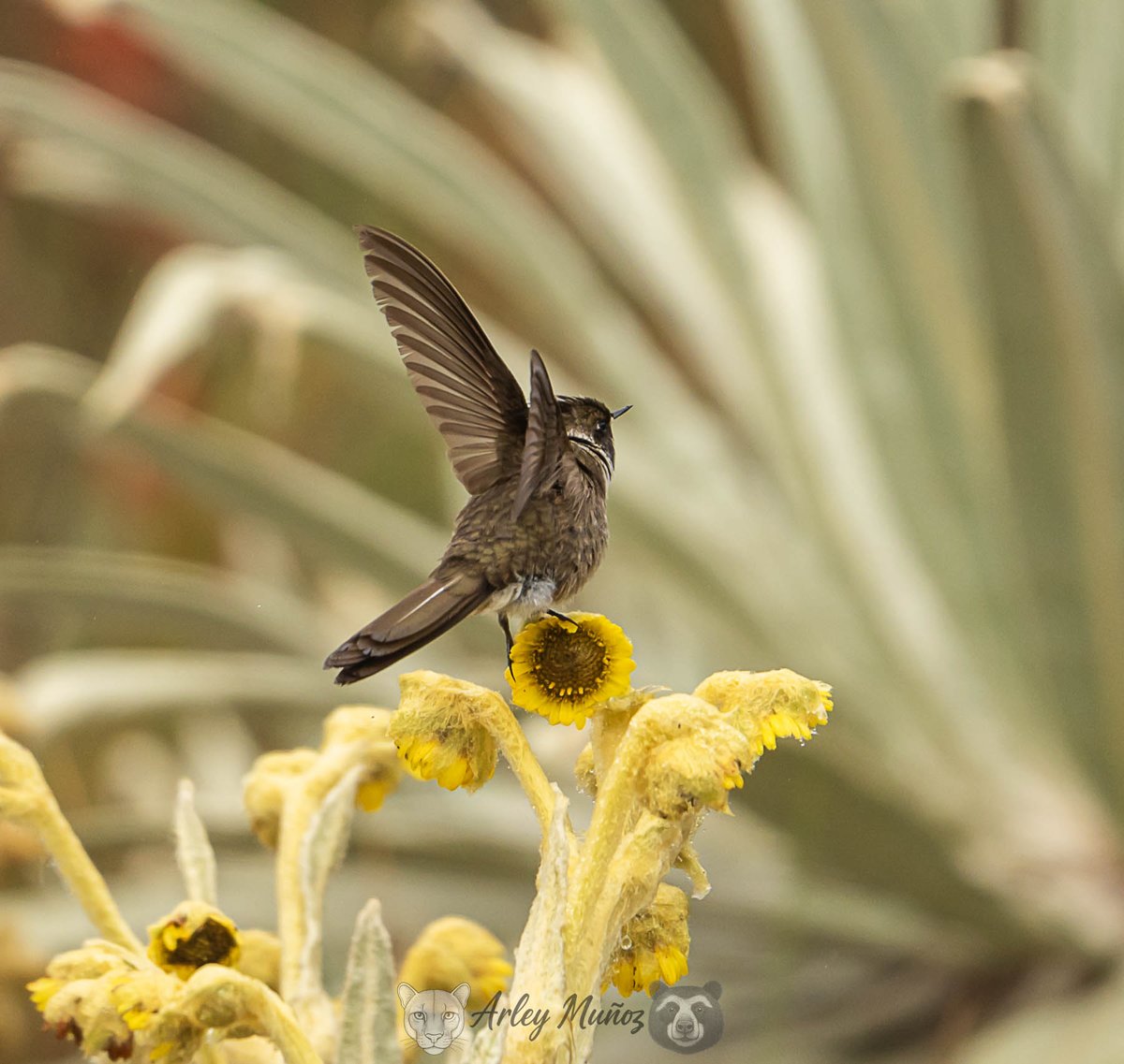 Barbudito de Páramo