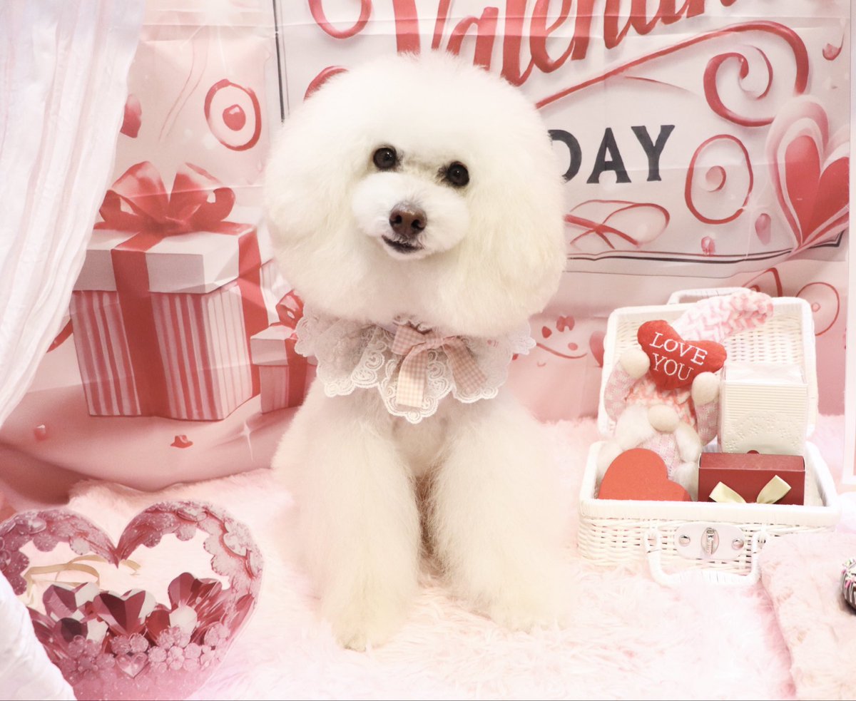 レオくん今日ももっこもこ❤️ とってもお利口でした✨ （やまぐち）