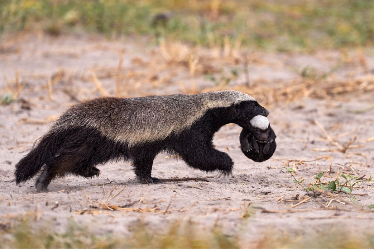 イカれた生き物、ラーテルの赤ちゃんがとんでもなく可愛い件について