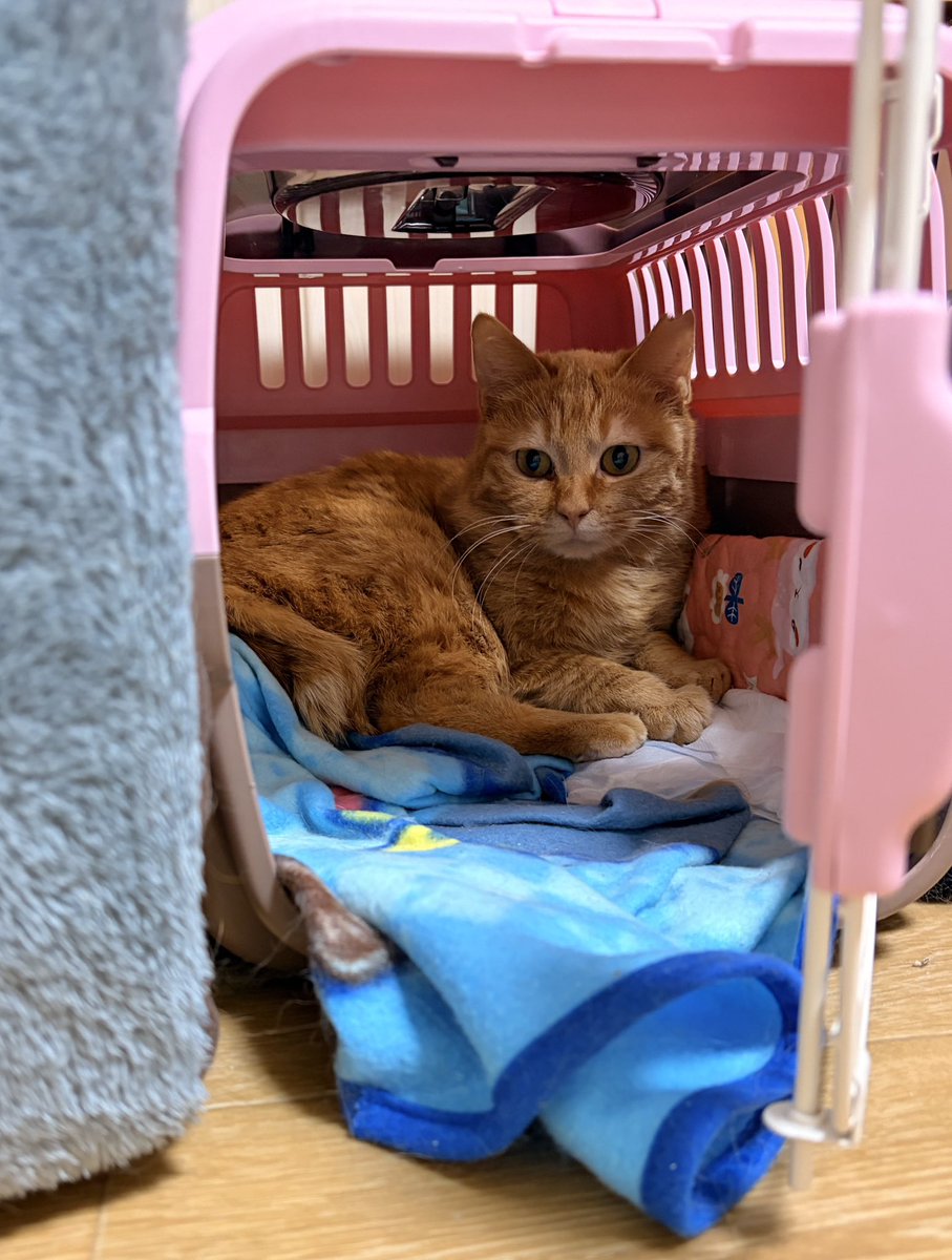 キャリーができるだけ特別なものにならないように、日常の一部になるように。