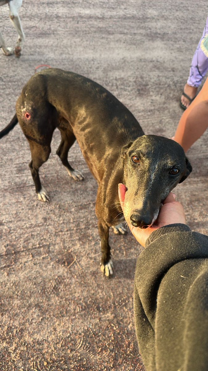 lagarzasosa_'s tweet photo. URGENTE TRANSITO POR FAVOR
galga hembra con un balinazo en la pata, no la tiene fracturada
la entregó el galguero pero necesito donde tenerla. 
es buena y tranquila. está castrada, convive con otros perros
ZONA CABA Y GBA POR FAVOR MANDAME DM https://t.co/WawSYzmDLg