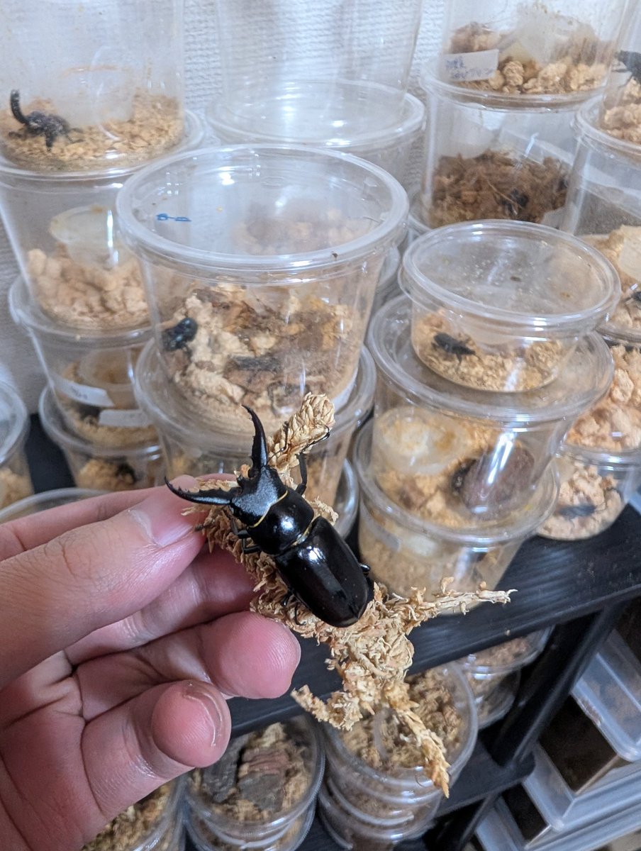 9月羽化のチビトカラお目覚めしてたから様子見たらなんか真っ黒になってたw