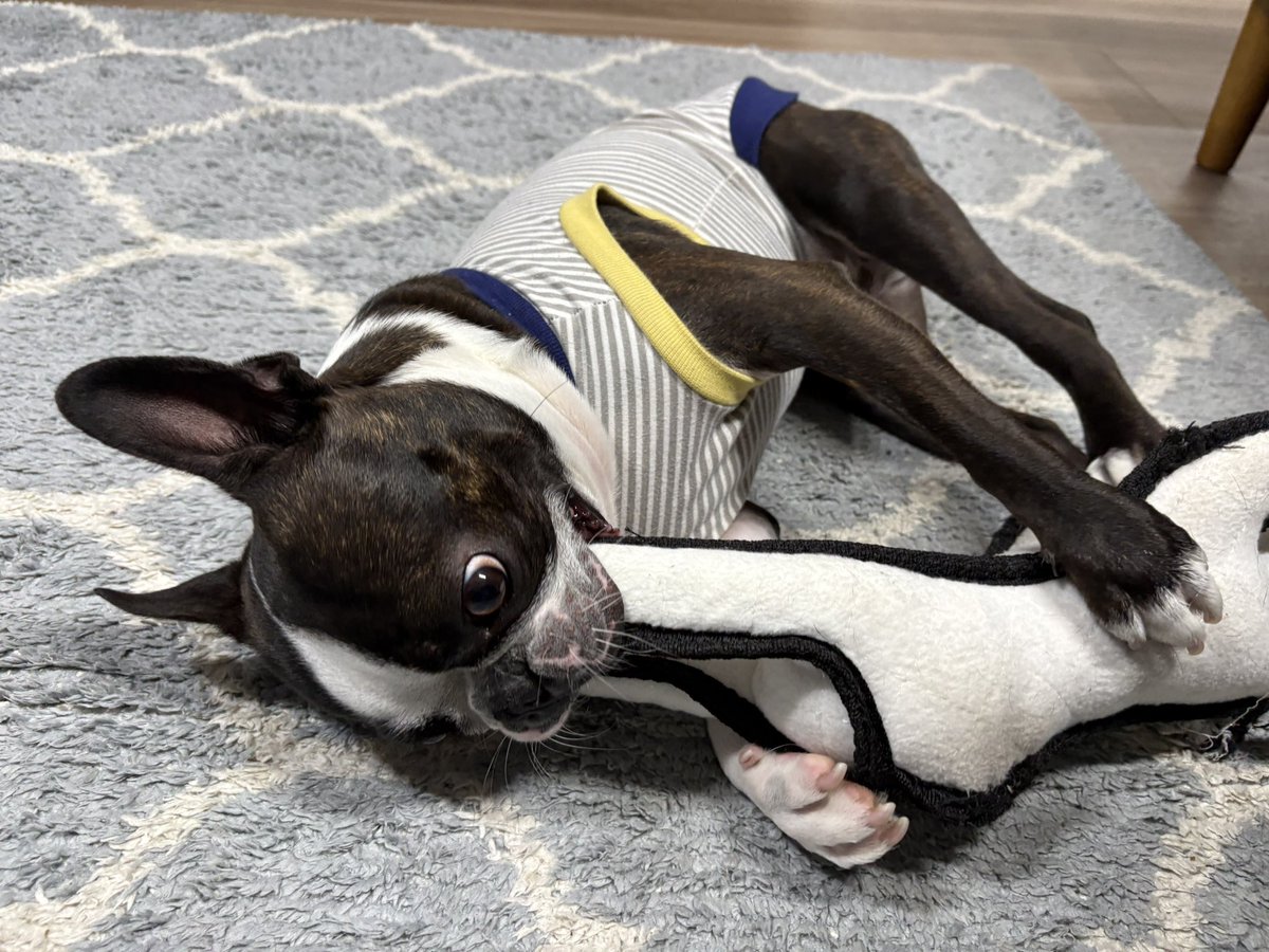 ボストンテリアのいぎす🐶 (@iggy_329) / Posts / X